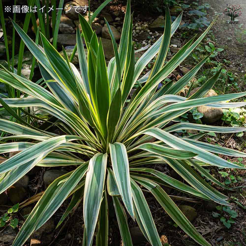 ユッカ グロリオサ バリエガータ 【観葉植物 10号／1個売り