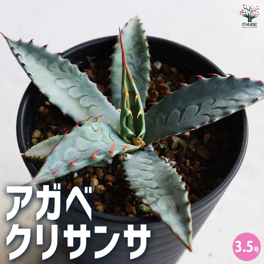 アガベ クリサンサ 【多肉植物 3.5号／1個売り】｜ 【植物の
