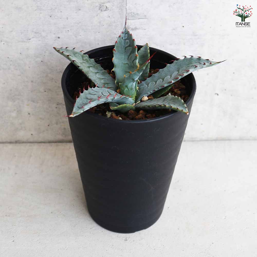 アガベ クリサンサ 【多肉植物 3.5号／1個売り】｜ 【植物の