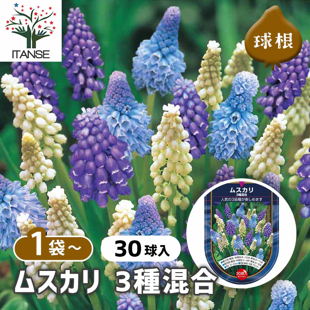 ムスカリ 3種混合 【花球根 30球】｜ 【植物のITANSE】全品送料