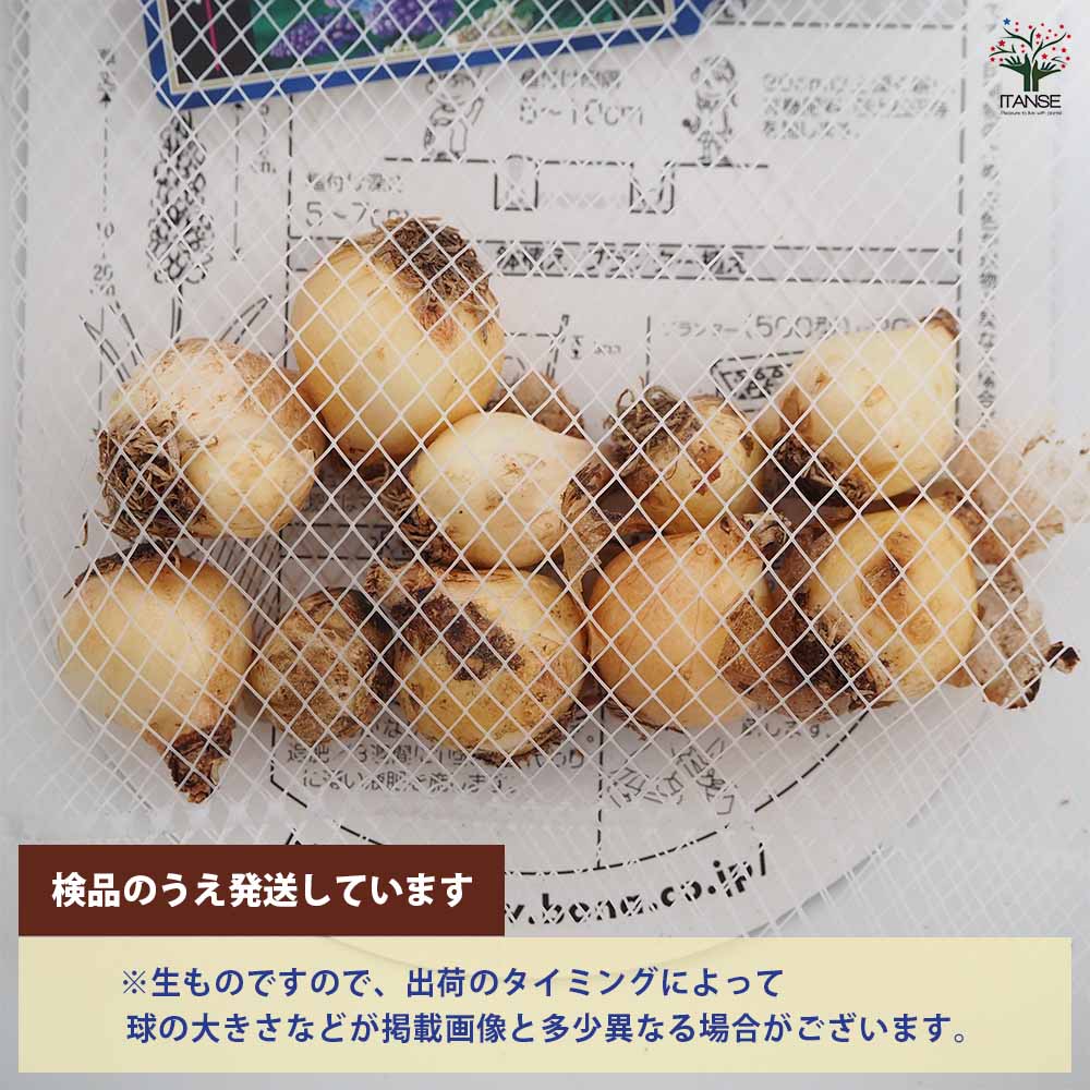 ムスカリ 3種混合 【花球根 30球】｜ 【植物のITANSE】全品送料