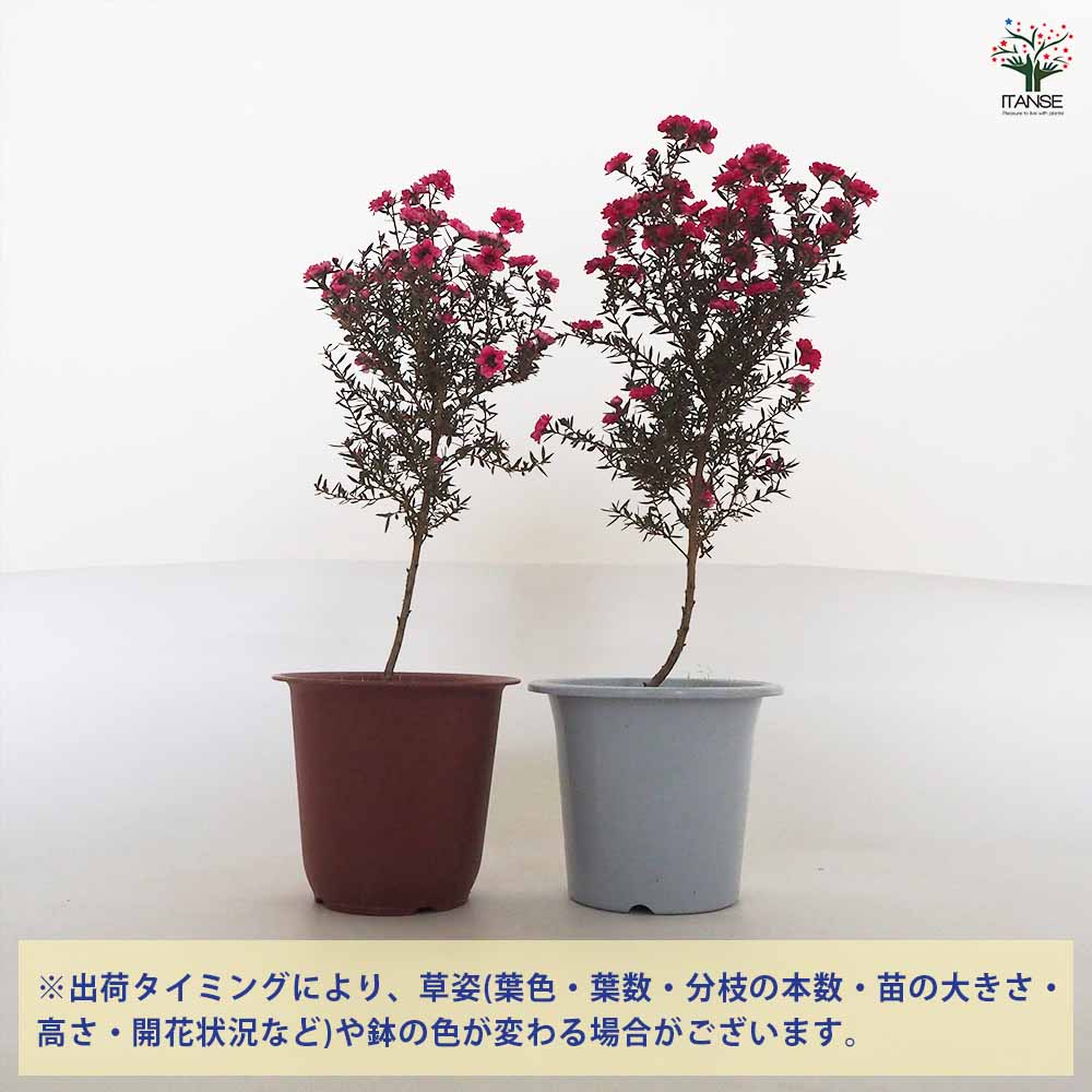 ギョリュウバイ 八重咲き ピンク花 スタンド仕立て【庭木 4号鉢／1個