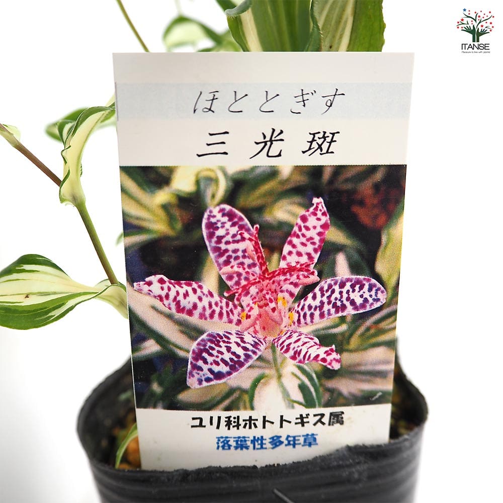 ホトトギス 三光斑 【花苗 3号】｜ 【植物のITANSE】全品送料