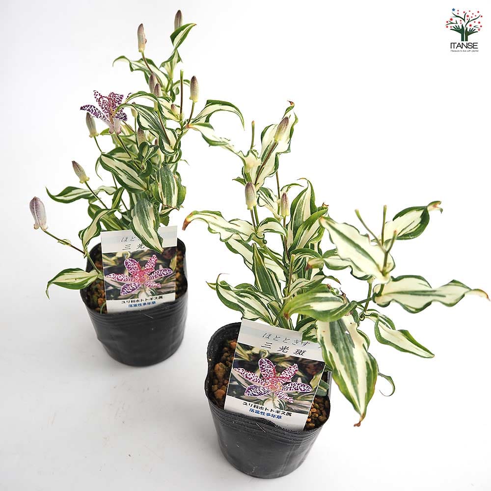 ホトトギス 三光斑 【花苗 3号】｜ 【植物のITANSE】全品送料