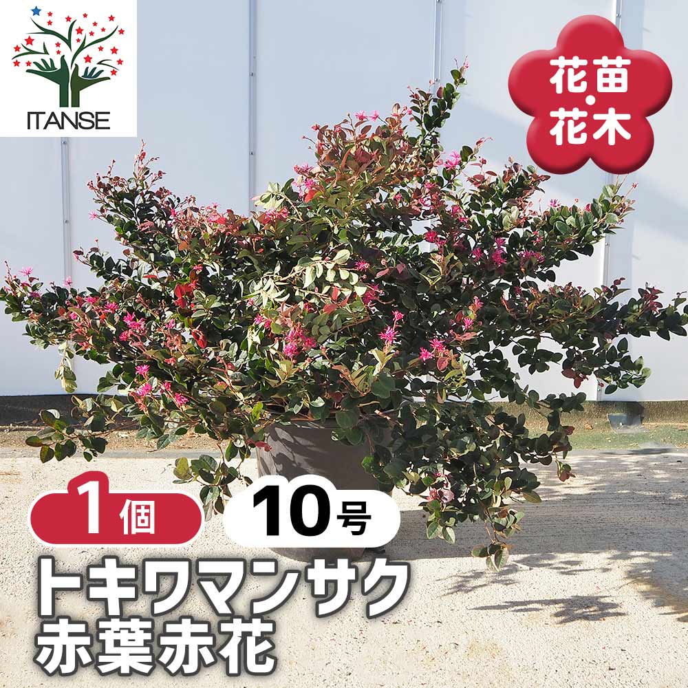トキワマンサク 赤葉赤花 【花木苗 10号／1個売り】｜ 【植物の