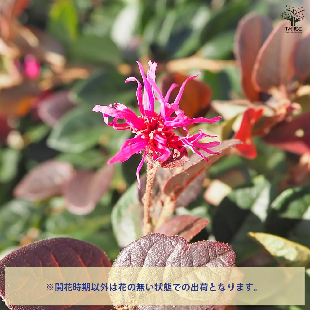 トキワマンサク 赤葉赤花 【花木苗 10号／1個売り】｜ 【植物の