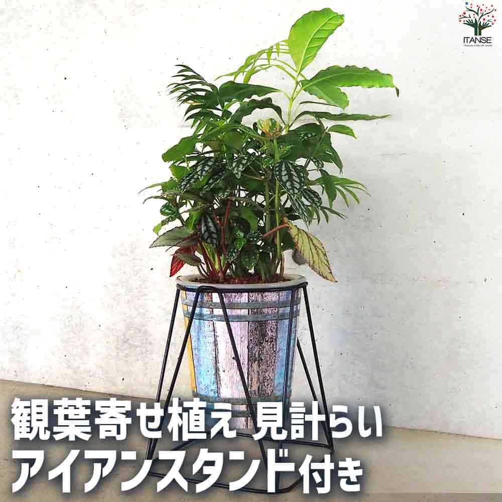 観葉寄植え見計らい アイアンスタンド付 【観葉植物 7号／1個売り