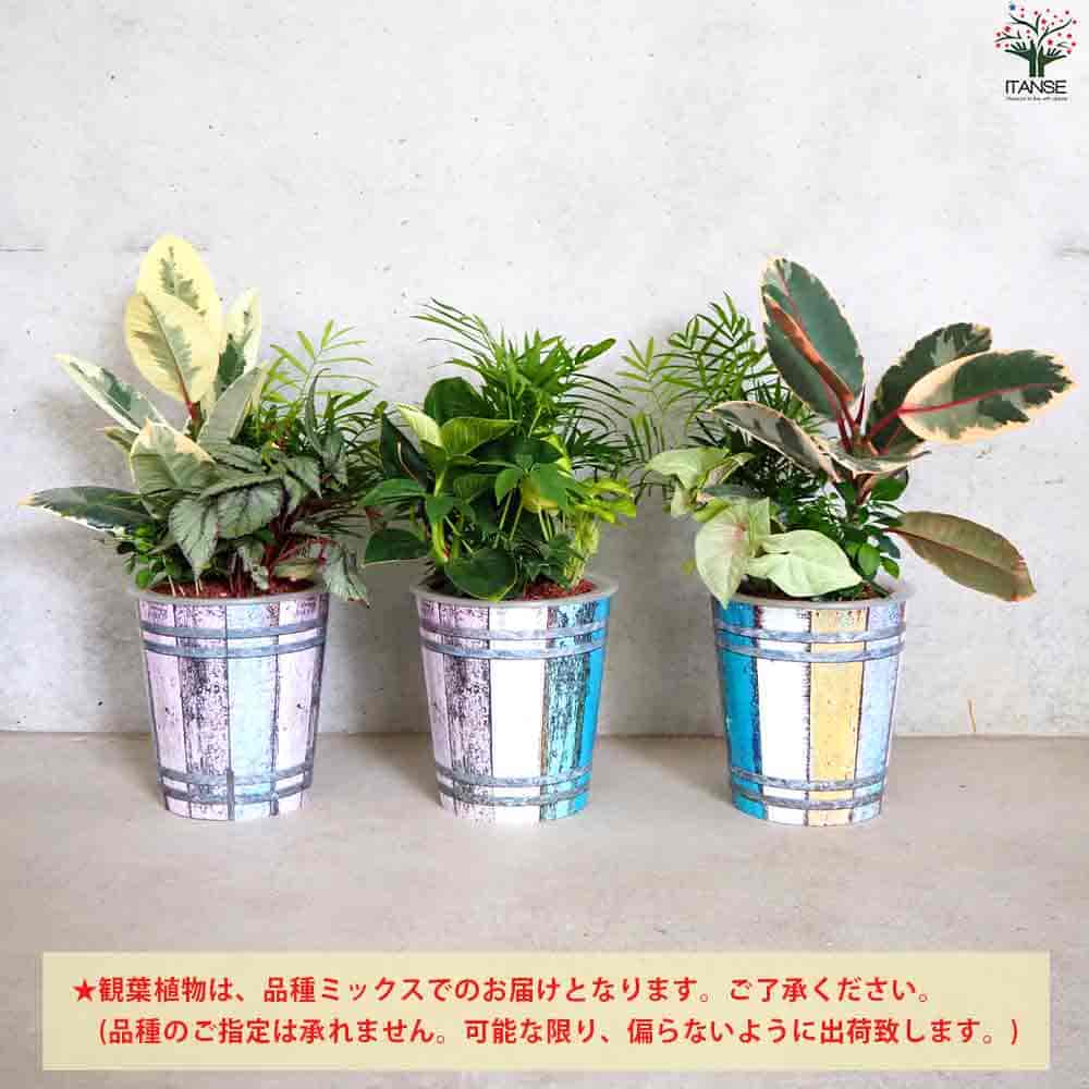 観葉寄植え見計らい アイアンスタンド付 【観葉植物 7号／1個売り