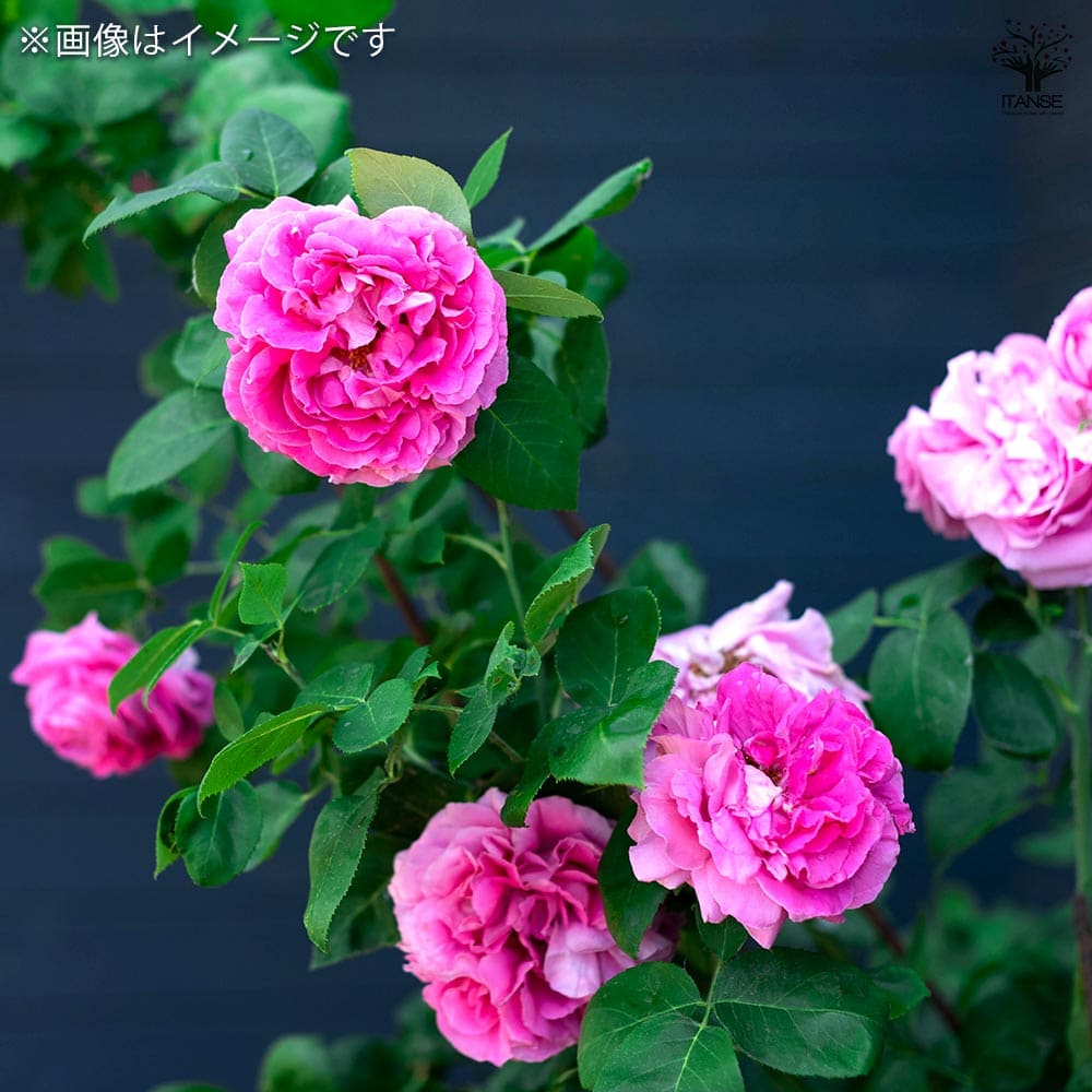 薔薇 ポール ネイロン 接木苗【花苗 4号／1個売り】｜ 【植物の