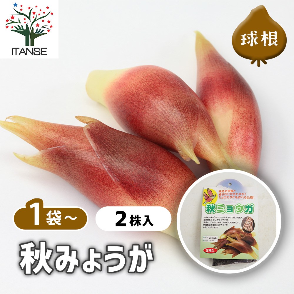 野菜球根 秋ミョウガ 【野菜の苗 2株】｜ 【植物のITANSE】全品