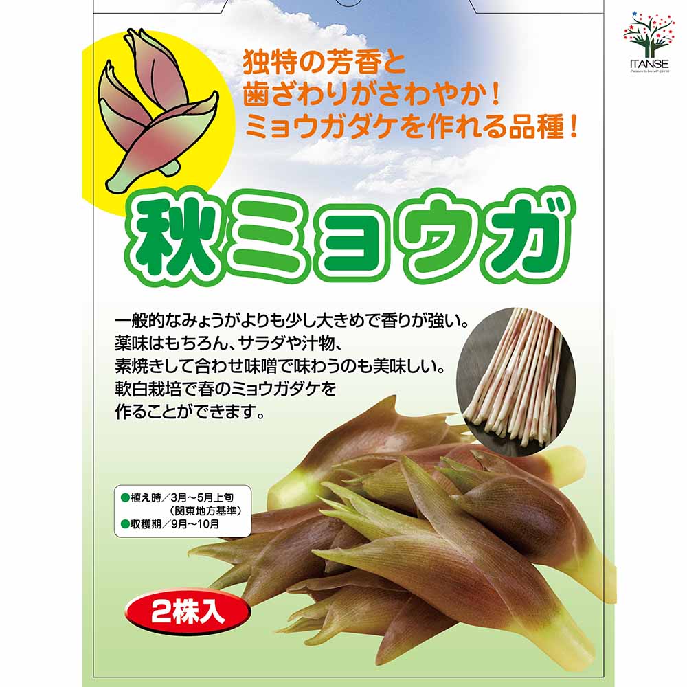 ミョウガ苗　2株　専用 ミョウガ苗 2株 専用 【公式通販】