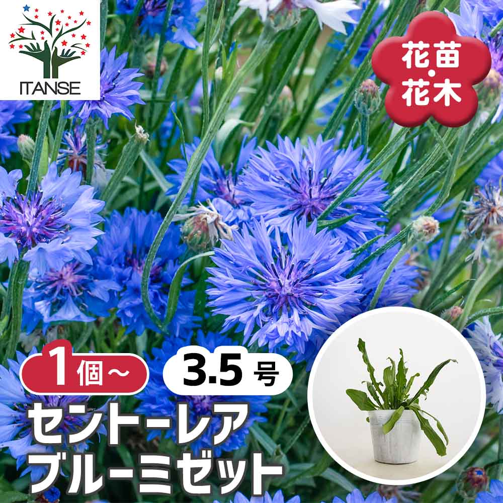 セントーレア ブルーミゼット 【花苗 3.5号】｜ 【植物のITANSE