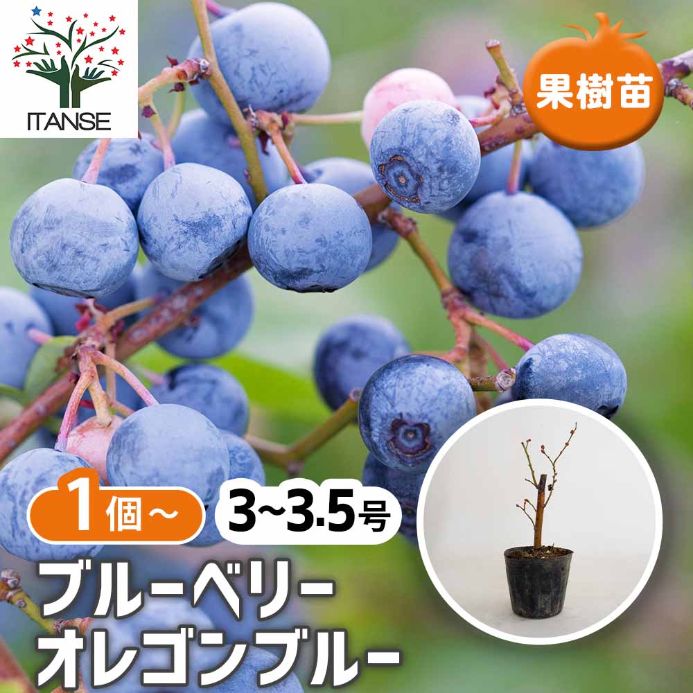 ブルーベリー オレゴンブルー 【果樹の苗 3～3.5号】｜ 【植物の