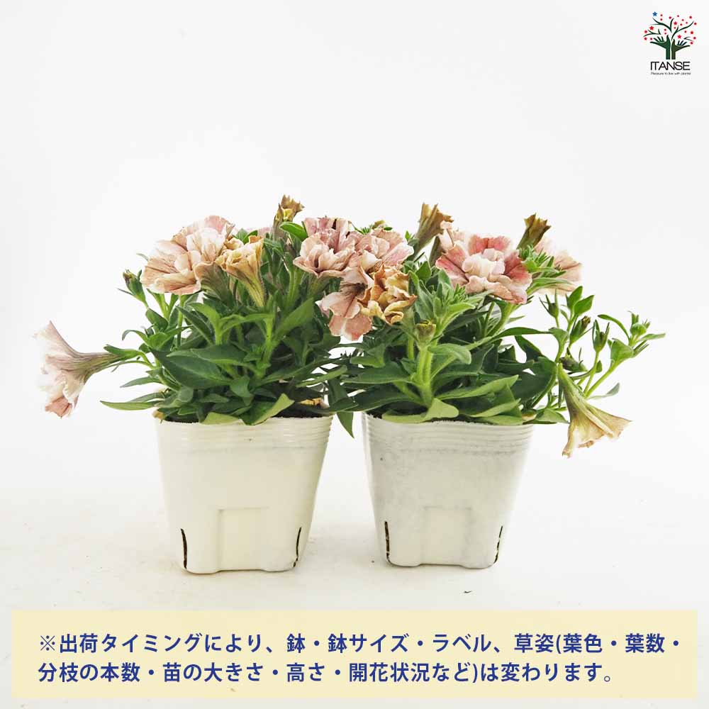ペチュニア・桜モダン 花芳さんの八重咲きペチュニア・ジュリエット「桜モダン」(3.5号ポット)