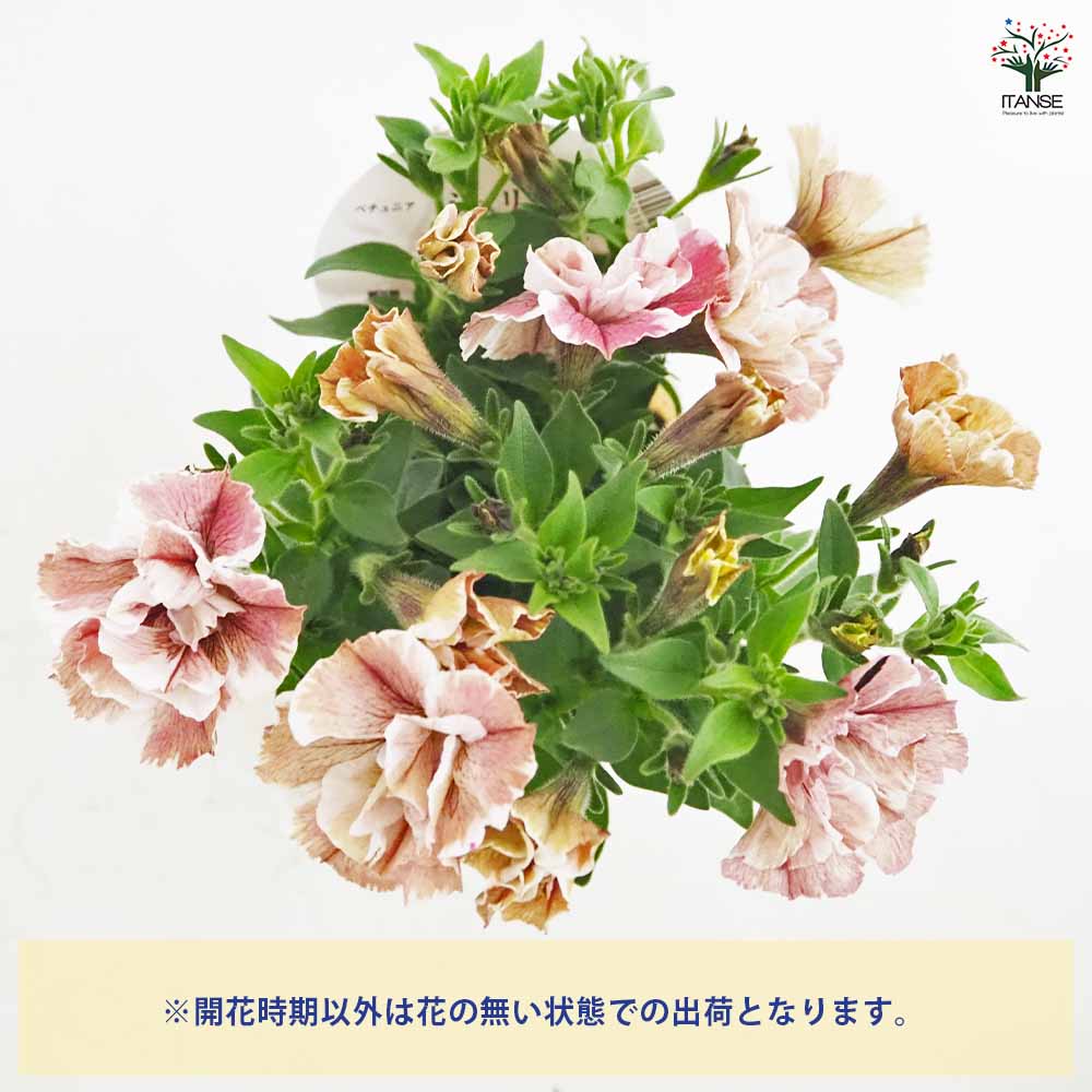 ペチュニア ジュリエット 桜モダン 【花苗 3.5号】｜ 【植物の