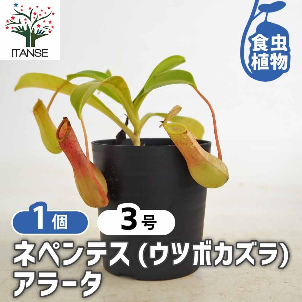 食虫植物 ウツボカズラ アラータ 【観葉植物 3号／1個売り】｜ 【植物