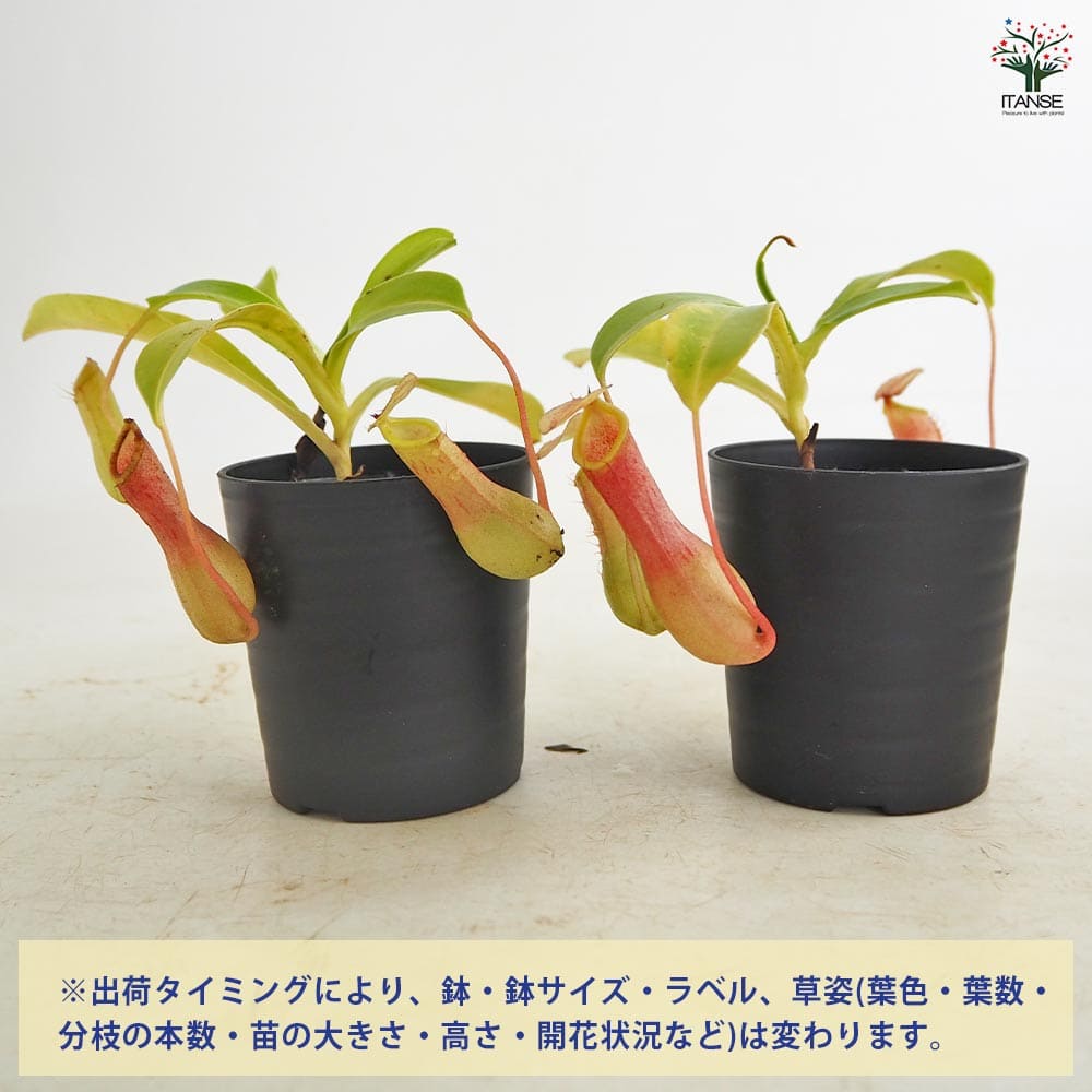 食虫植物 ウツボカズラ アラータ 【観葉植物 3号／1個売り】｜ 【植物