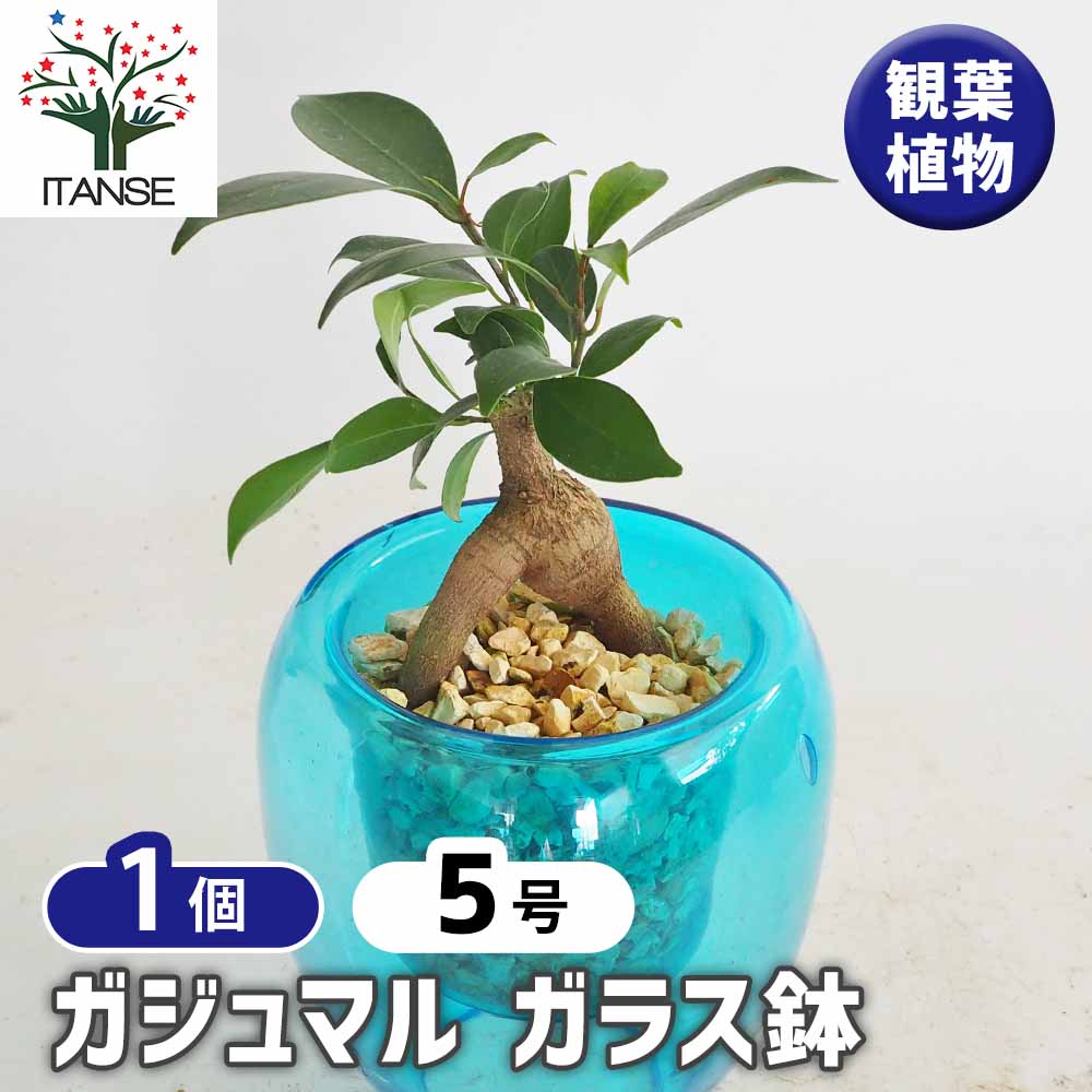 ガジュマル ガラス鉢 【観葉植物 5号／1個売り】｜ 【植物の