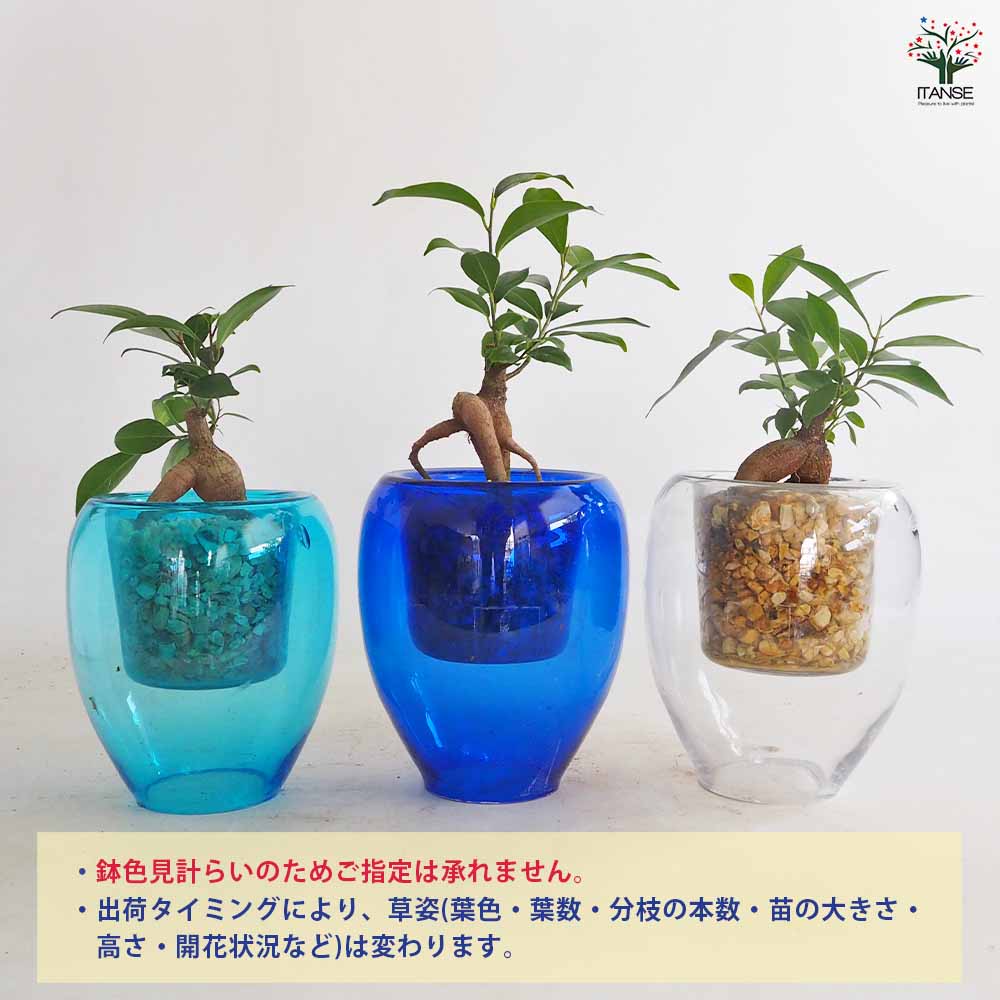ガジュマル ガラス鉢 【観葉植物 5号／1個売り】｜ 【植物の