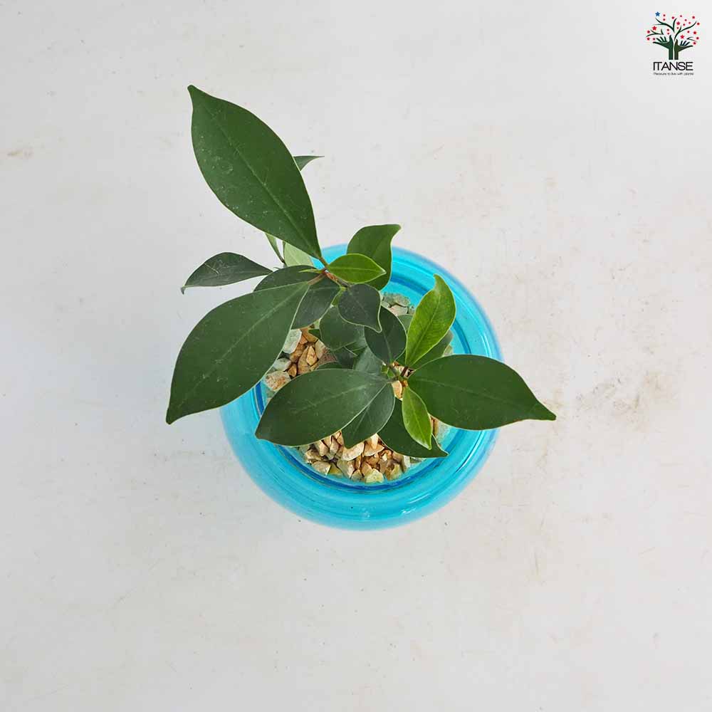ガジュマル ガラス鉢 【観葉植物 5号／1個売り】｜ 【植物の