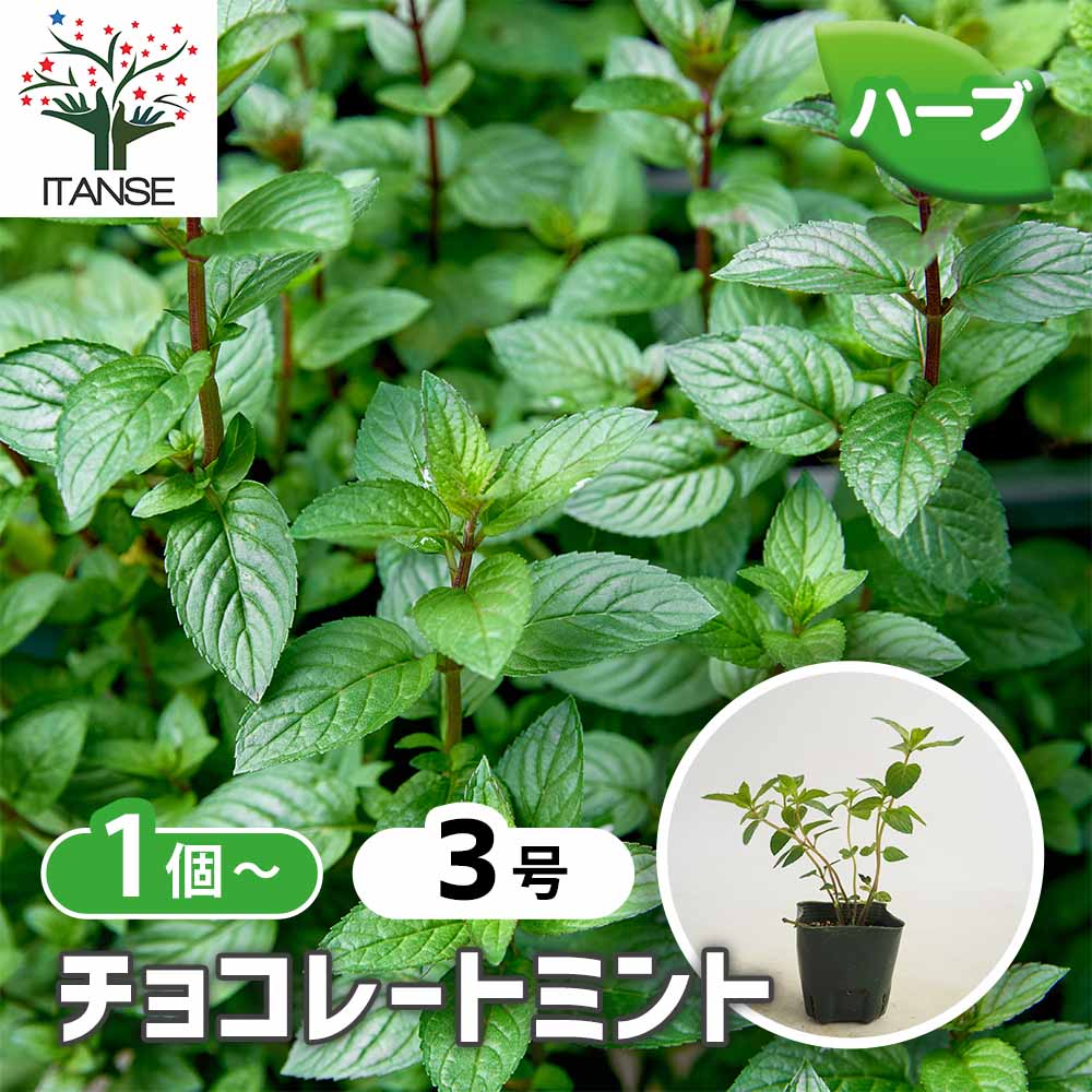 ミント チョコレートミント 【ハーブの苗 3号】｜ 【植物の