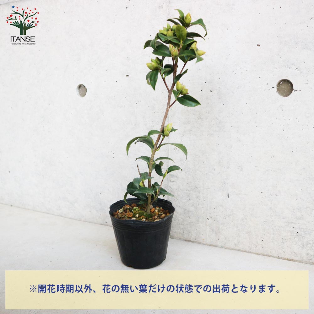 椿(ツバキ)の苗木 品種:秋の山(アキノヤマ)【庭木 4号ポット苗／1個