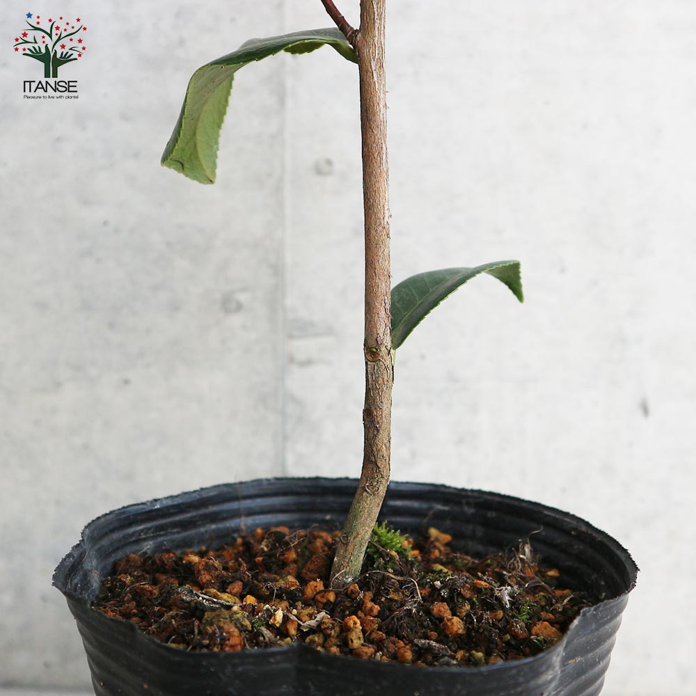 初椿　庭木　ツバキ　大苗　ガーデニング　植木 　樹齢約20～25年　引取三重 楽天市場】椿庭木絵日傘椿 ツバキ 大苗 樹齢約20年 : 園芸百貨店