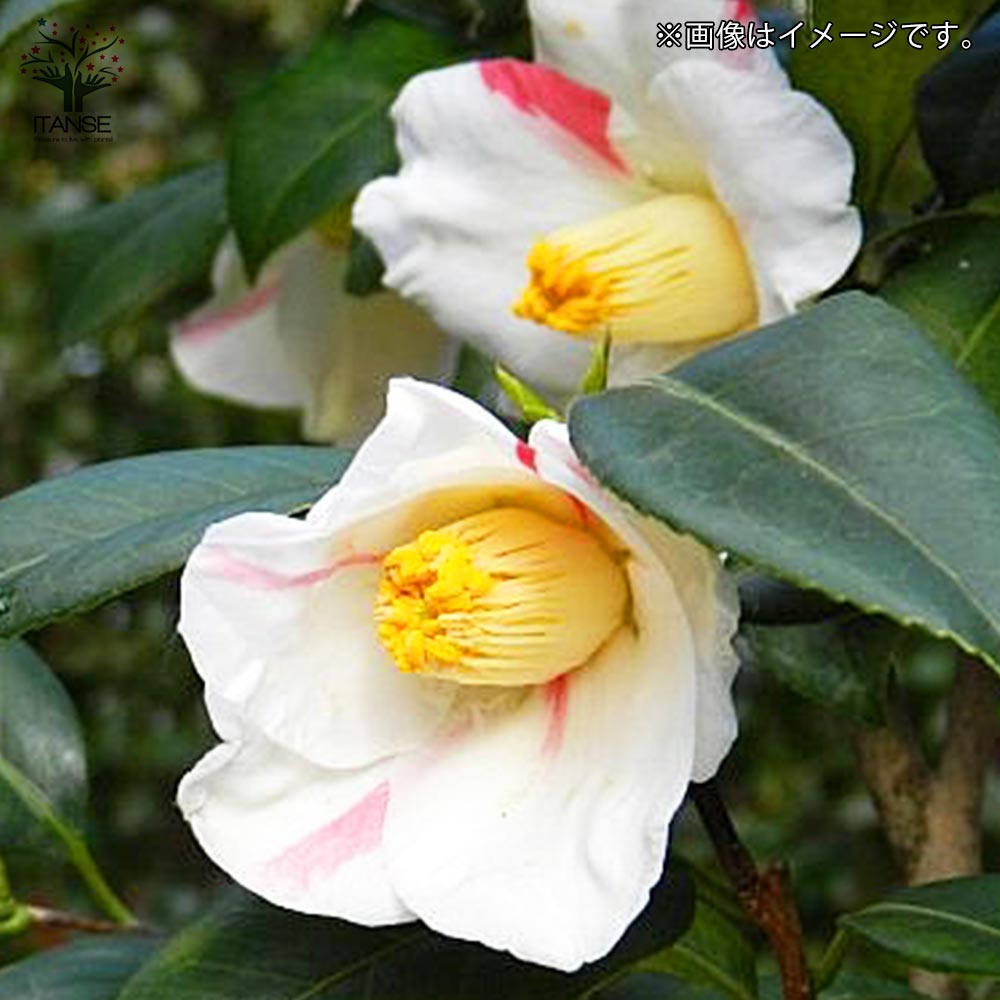 椿　ニュースキン製品 楽天市場】椿苗 【庭木】 【ツバキ】【椿】 雪小町ツバキ2013年開花