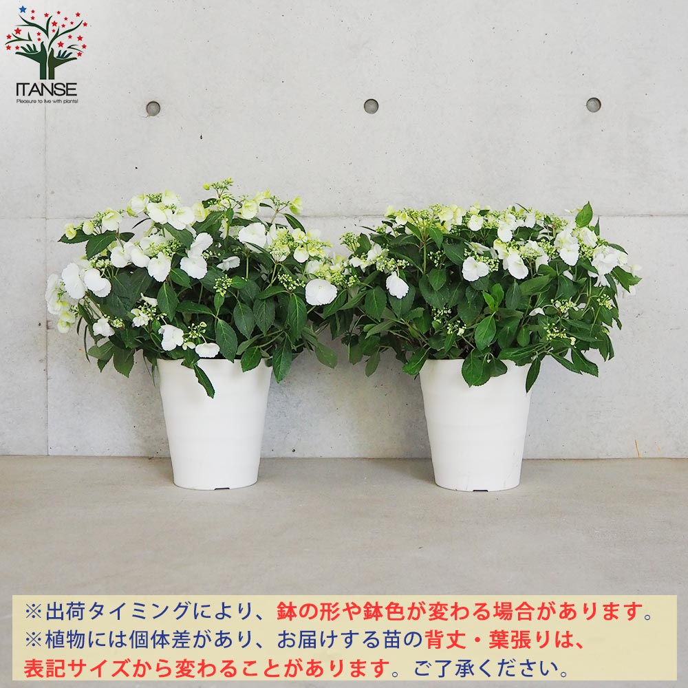 アジサイ　ラグランジアン　ブライダルシャワー　鉢　４０×４０　山葡萄苗木 アジサイ ラグランジアン ブライダルシャワー 鉢 40×40