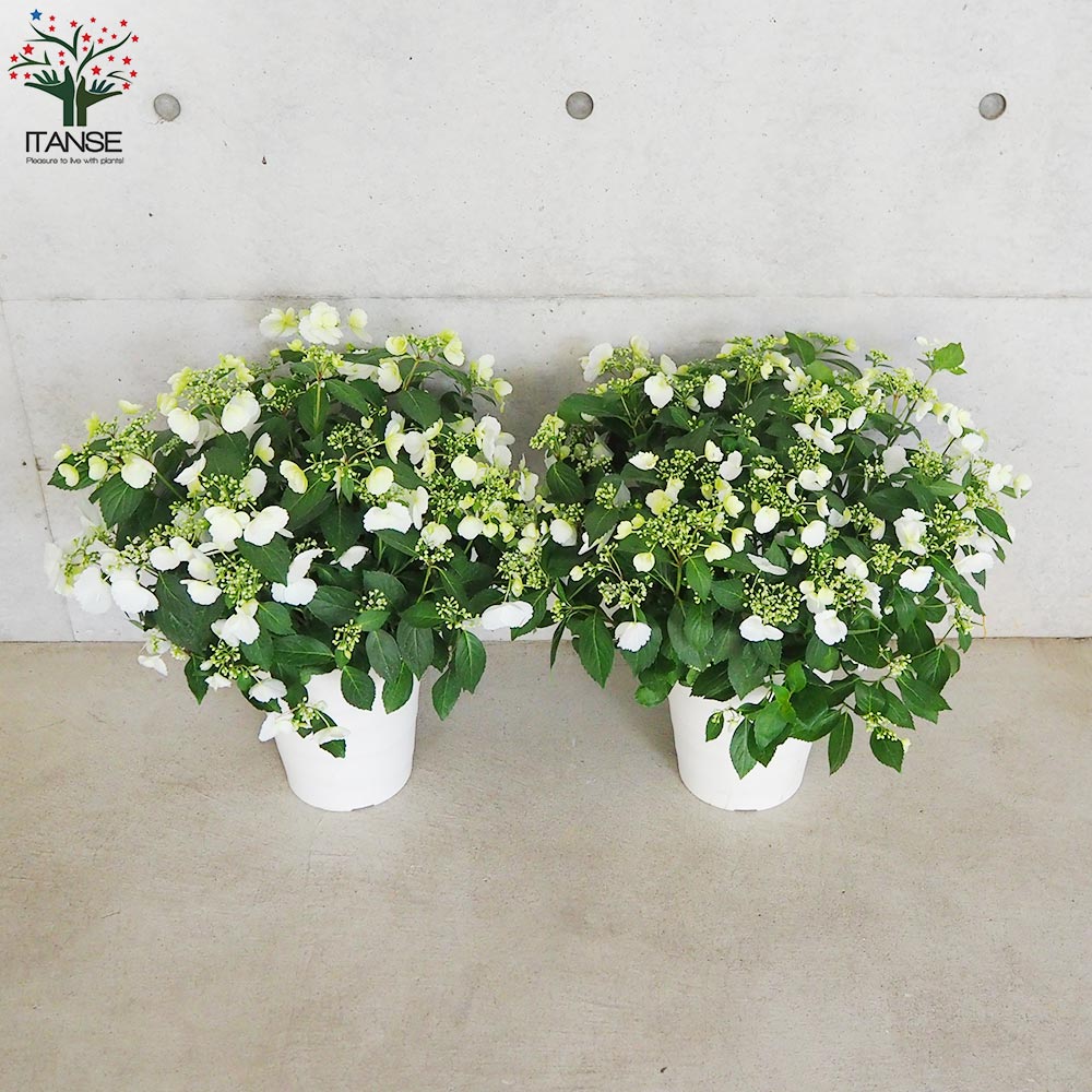 アジサイ ラグランジア・ブライダルシャワー【花苗 7号鉢／1個