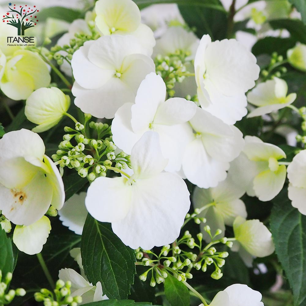 アジサイ ラグランジア・ブライダルシャワー【花苗 7号鉢／1個売り