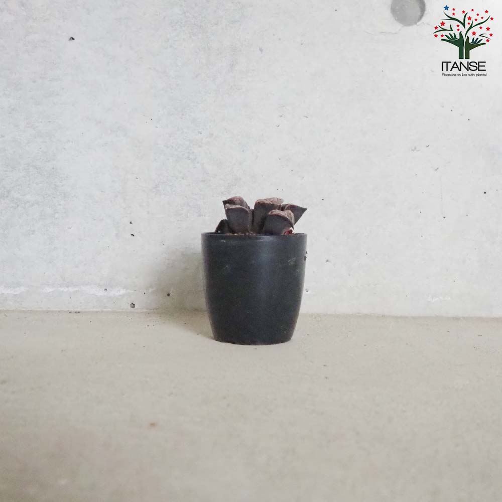 ハオルチア (青) 聖龍【多肉植物 2.5号鉢／1個売り】｜ 【植物の