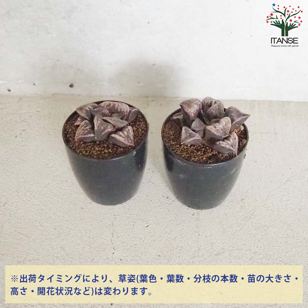 ハオルチア (青) 聖龍【多肉植物 2.5号鉢／1個売り】