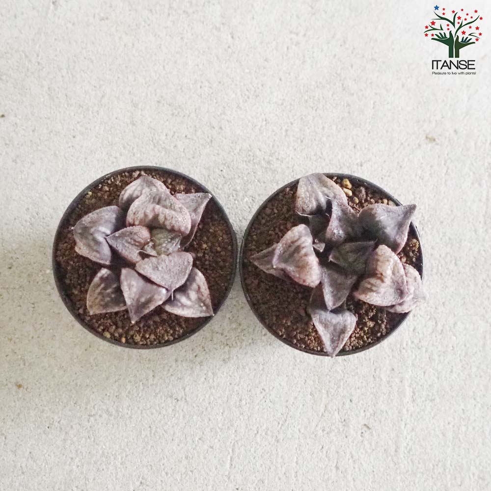 ハオルチア (青) 聖龍【多肉植物 2.5号鉢／1個売り】