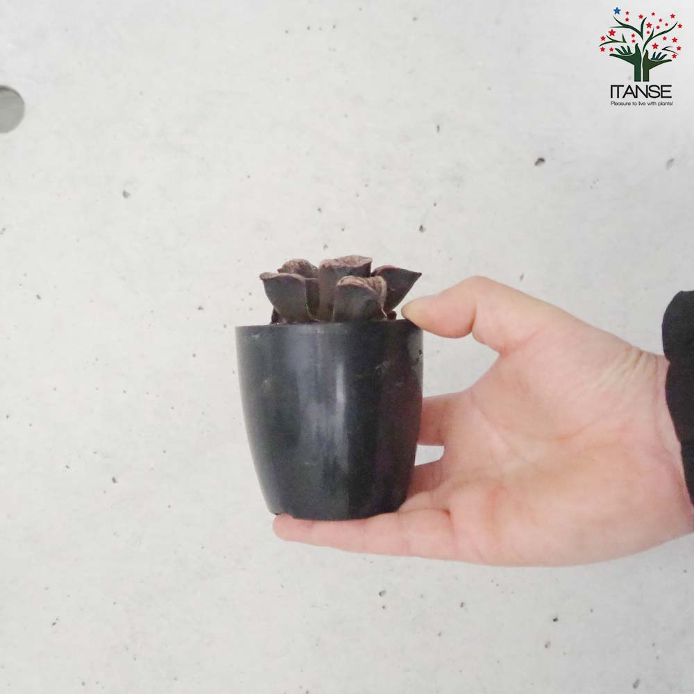 ハオルチア (青) 聖龍【多肉植物 2.5号鉢／1個売り】｜ 【植物の