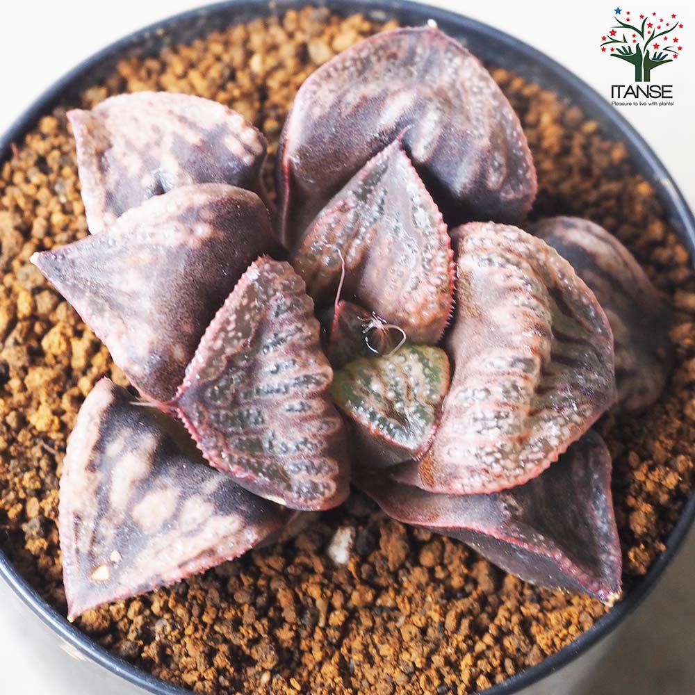 ハオルチア (青) 聖龍【多肉植物 2.5号鉢／1個売り】