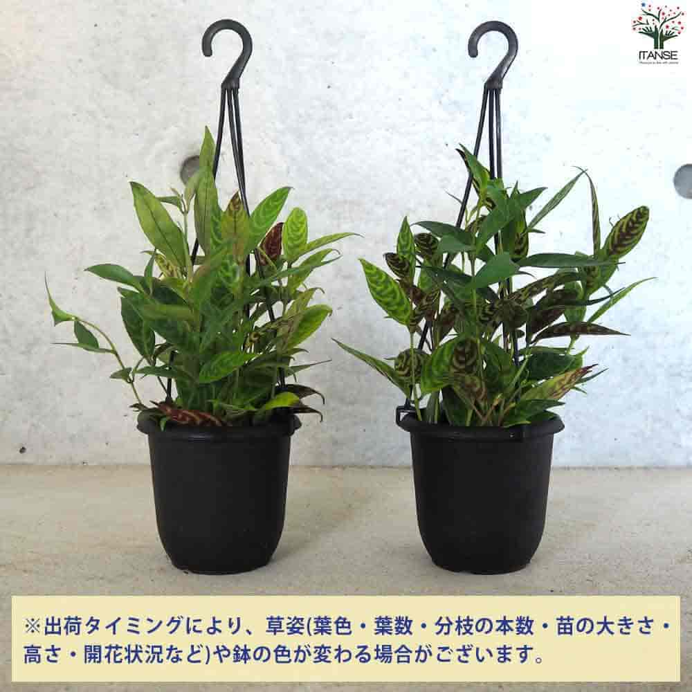 エスキナンサス マルメラータ 【観葉植物 3.5号ポット】