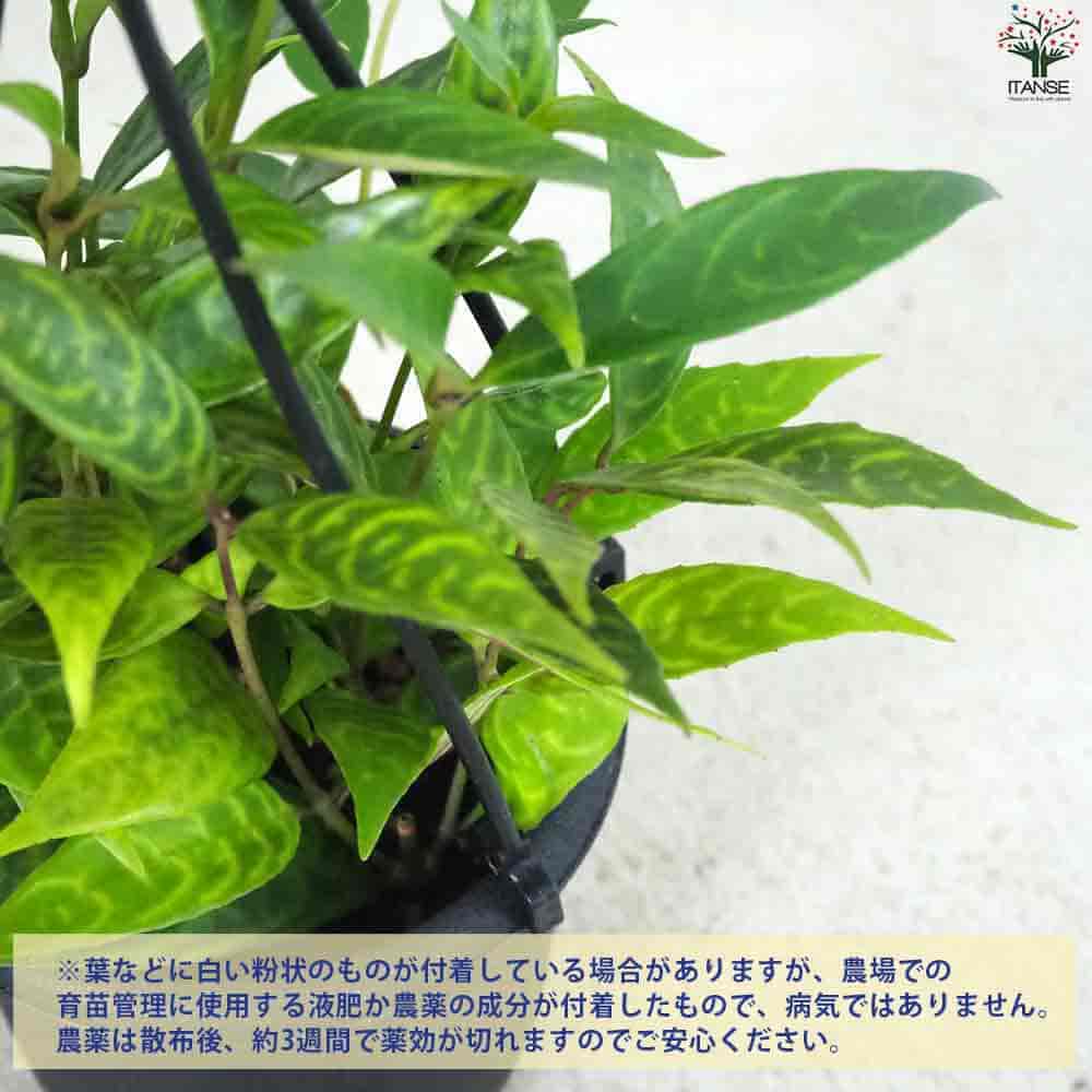 エスキナンサス マルメラータ 【観葉植物 3.5号ポット】