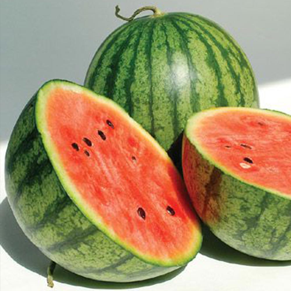 赤小玉スイカ(品種:ひとりじめ7) 接ぎ木苗2個～【野菜 接木苗9cmポット】