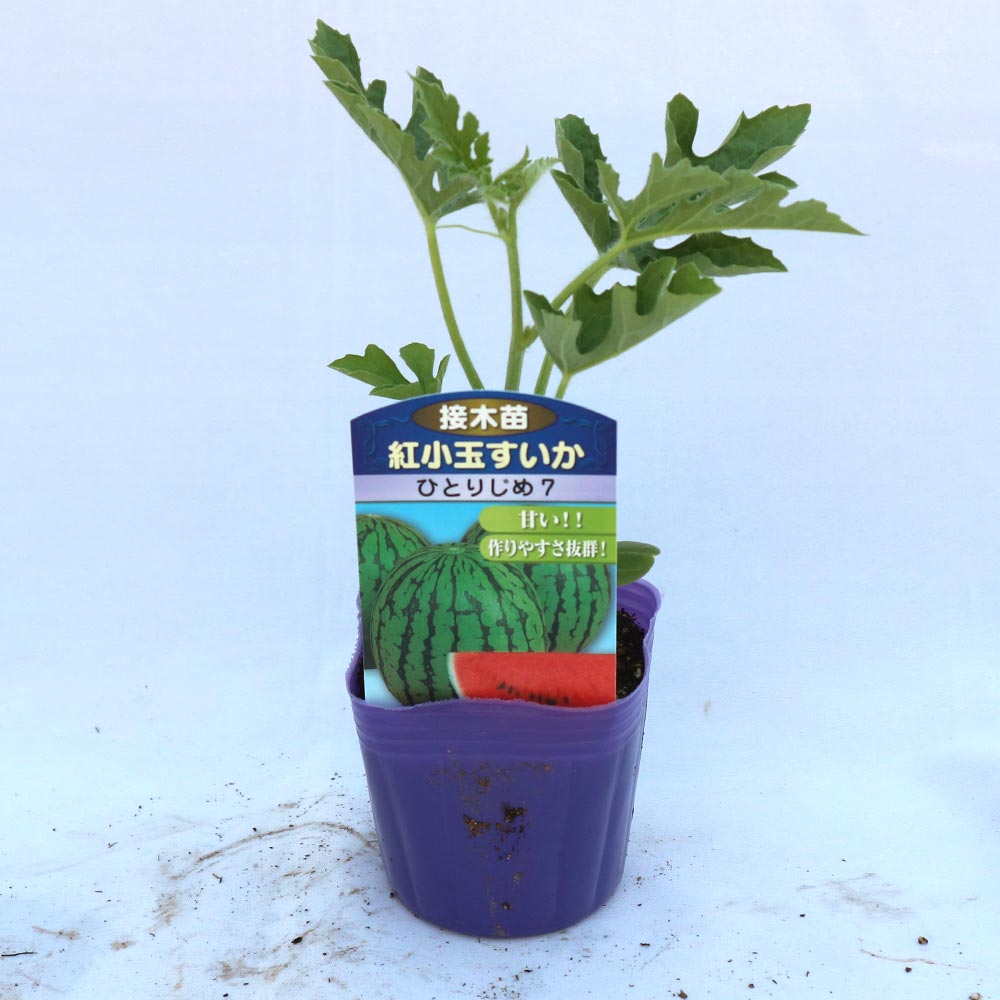 赤小玉スイカ(品種:ひとりじめ7) 接ぎ木苗2個～【野菜 接木苗9cmポット】