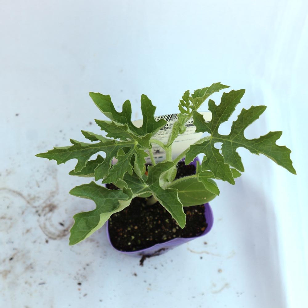 赤小玉スイカ(品種:ひとりじめ7) 接ぎ木苗2個～【野菜 接木苗9cmポット】