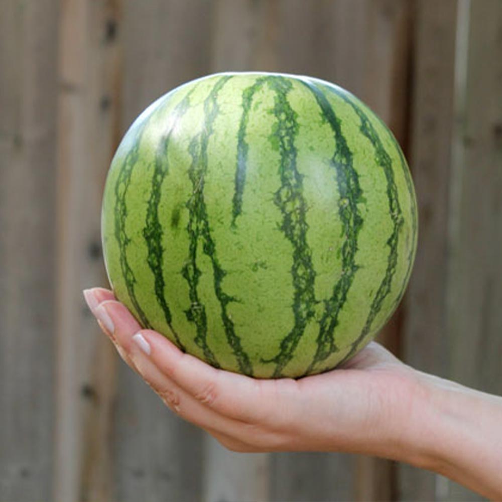 赤小玉スイカ(品種:ひとりじめ7) 接ぎ木苗2個～【野菜 接木苗9cmポット】