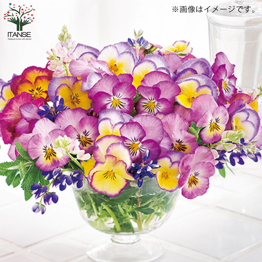 スミレ 虹色スミレ3個～【花苗 3.5号ポット苗／色ミックス見計らい