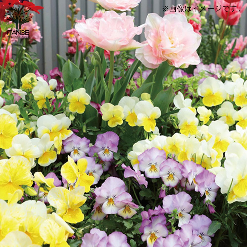 スミレ 虹色スミレ3個～【花苗 3.5号ポット苗／色ミックス