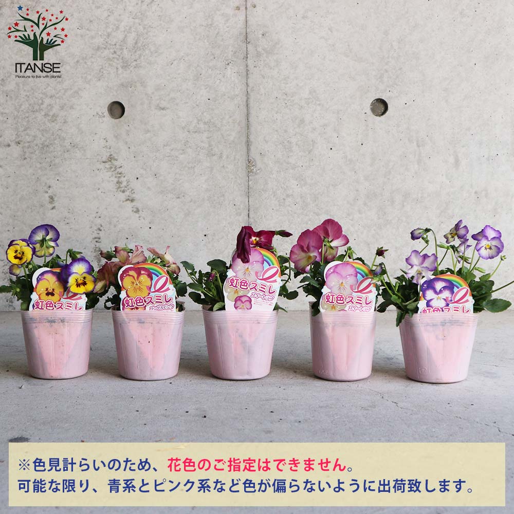 スミレ 虹色スミレ3個～【花苗 3.5号ポット苗／色ミックス
