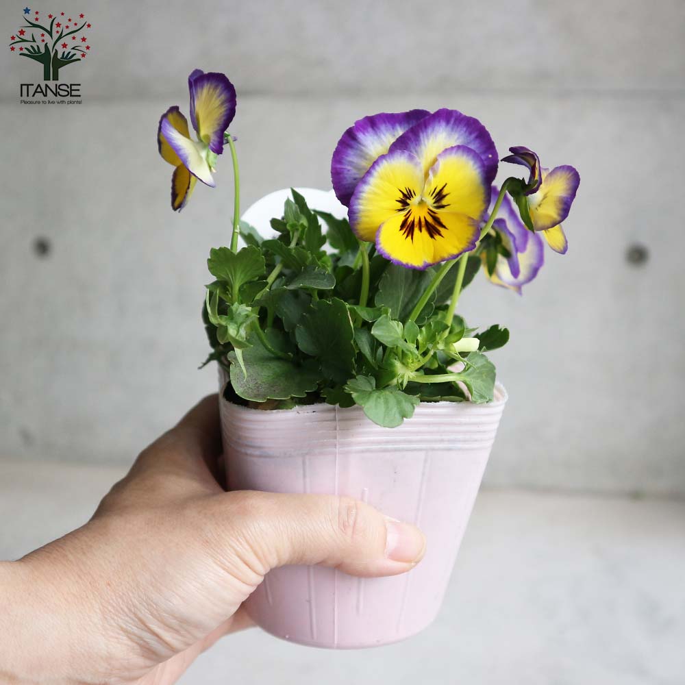 スミレ 虹色スミレ3個～【花苗 3.5号ポット苗／色ミックス見計らい