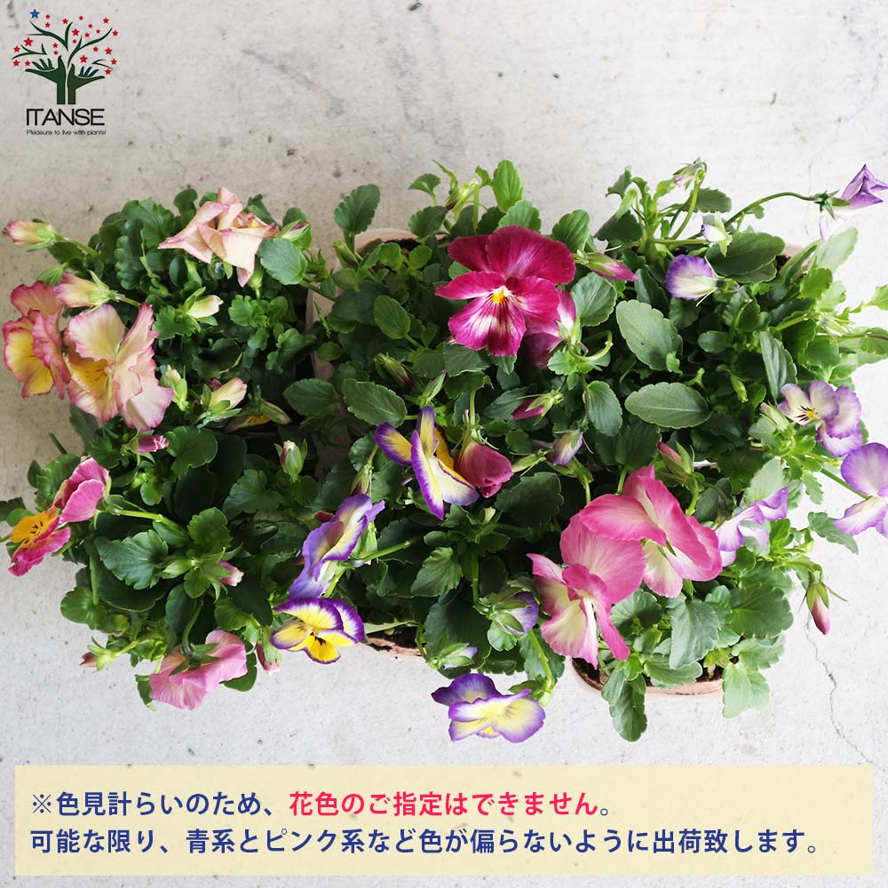 スミレ 虹色スミレ3個~【花苗 3.5号ポット苗/色ミックス スミレ 虹色スミレ3個~【花苗 3.5号ポット苗/色ミックス