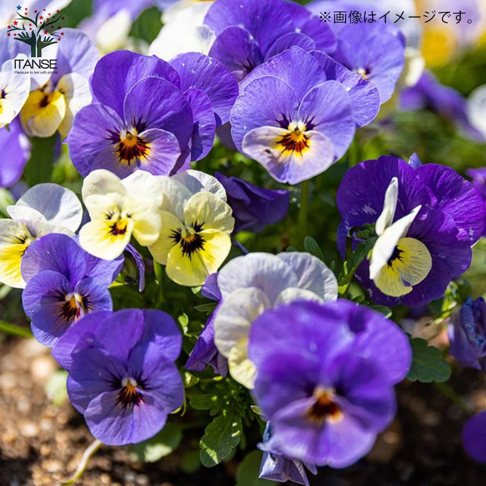 スミレ 虹色スミレ3個~【花苗 3.5号ポット苗/色ミックス スミレ 虹色スミレ3個~【花苗 3.5号ポット苗/色ミックス