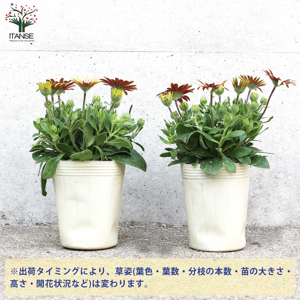 オステオスペルマム ひなたDays 花色見計らいセット2個～【花苗