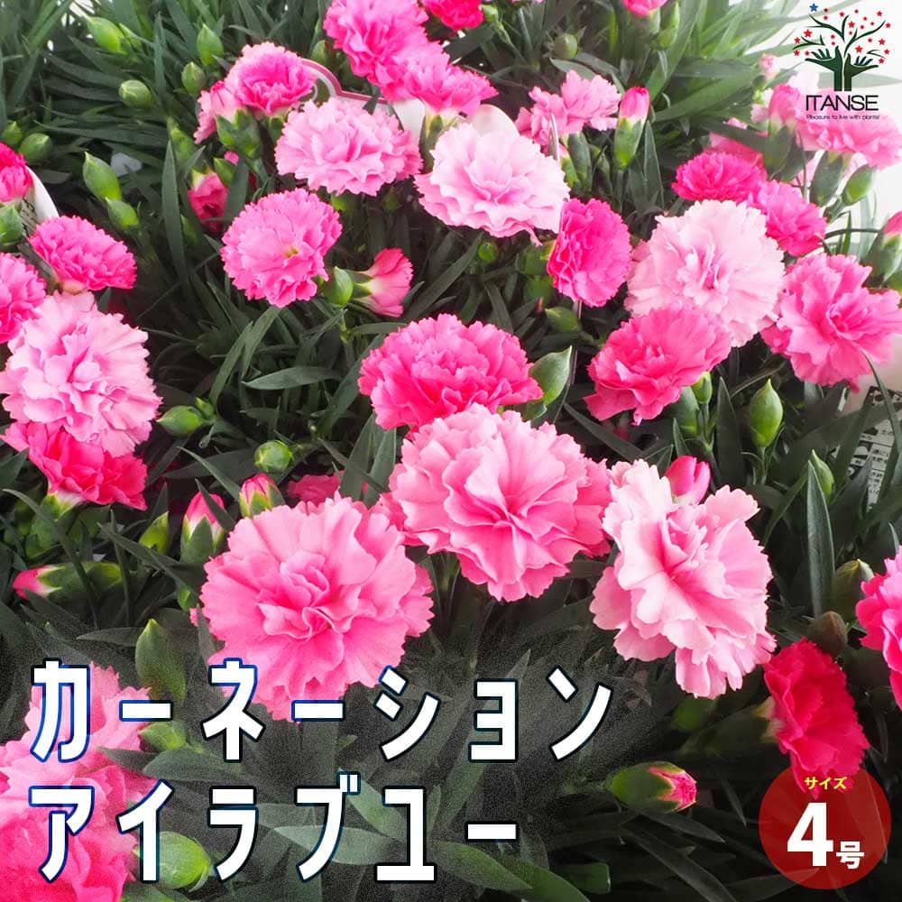 カーネーション(ダイアンサス) アイラブユー 4号